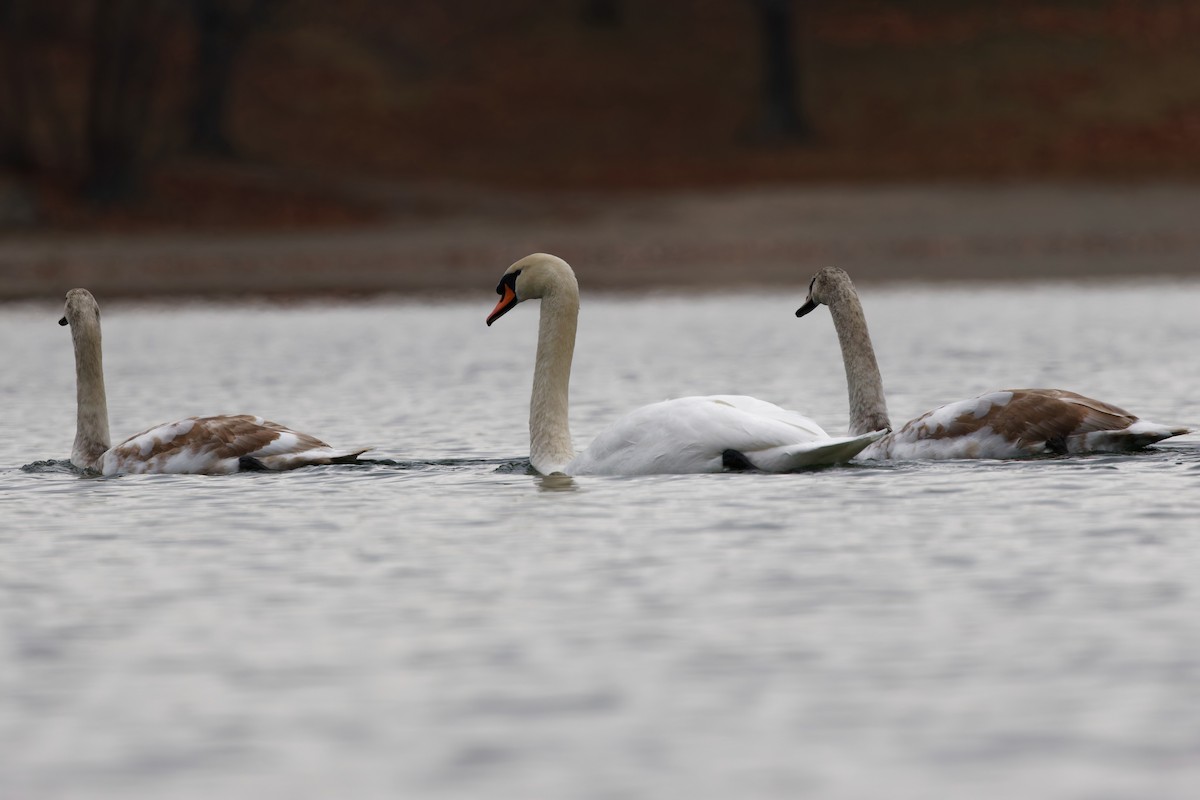 labuť velká - ML646916726