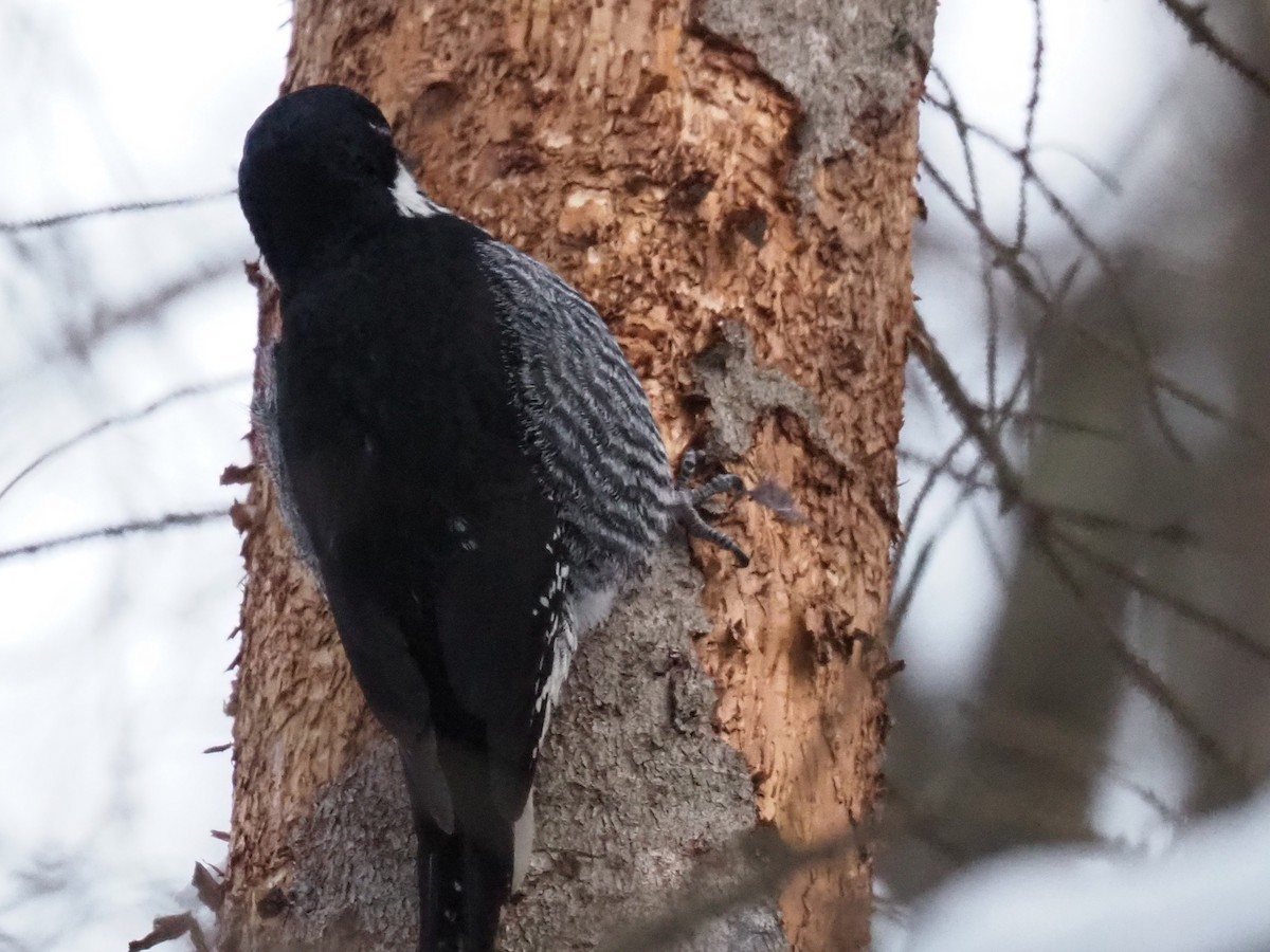 svartryggspett - ML646916727