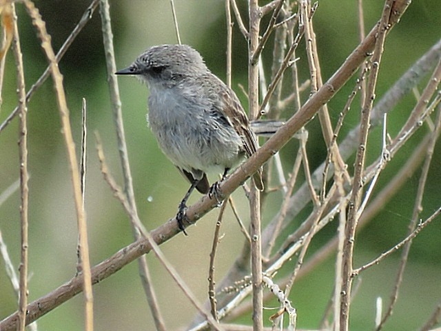 Sooty Tyrannulet - ML646916728