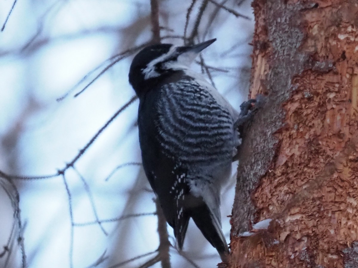 svartryggspett - ML646916730