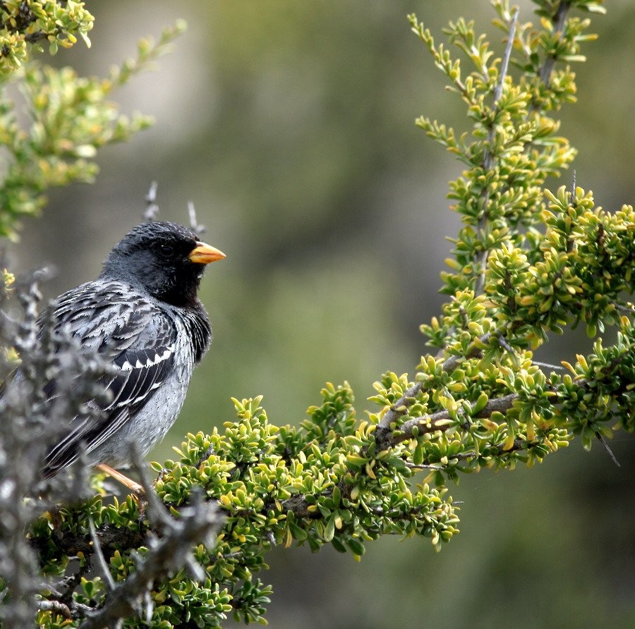 sotandesspurv - ML646916731