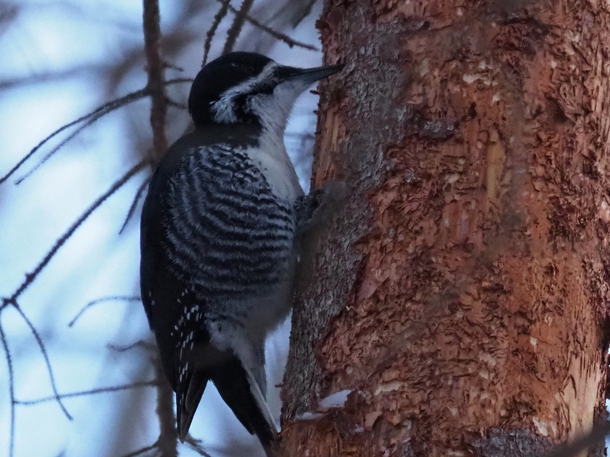Black-backed Woodpecker - ML646916733