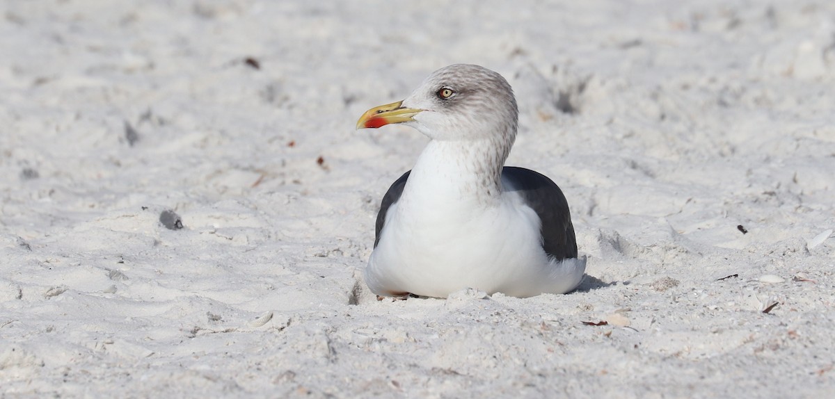 ニシセグロカモメ - ML646916736