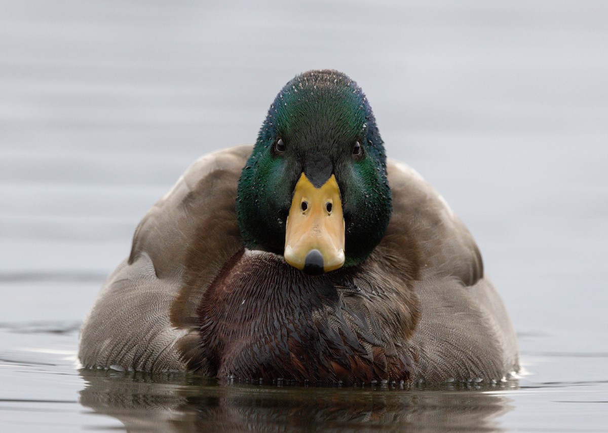 kachna divoká - ML646916739