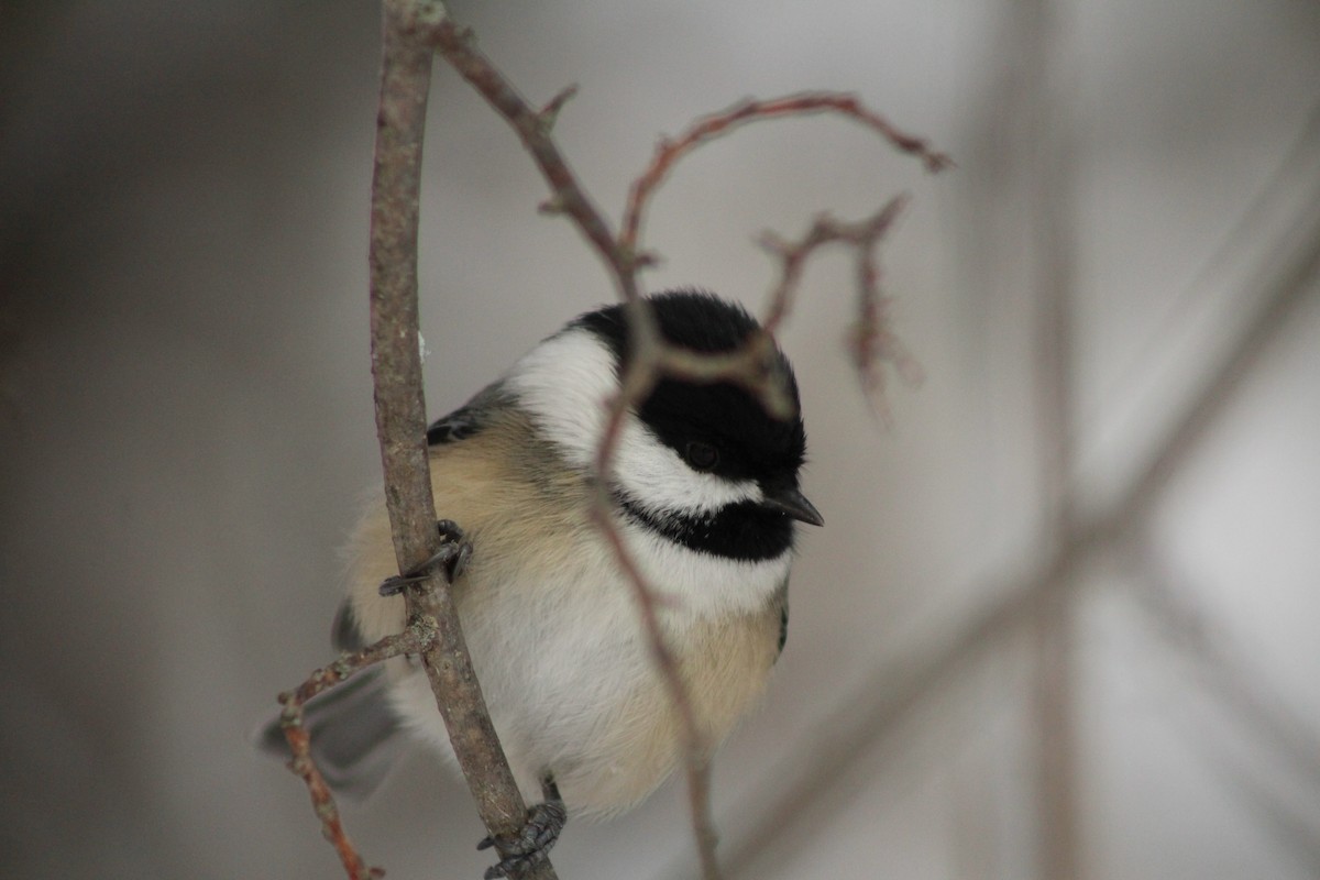 Black-capped Chickadee - ML646916740