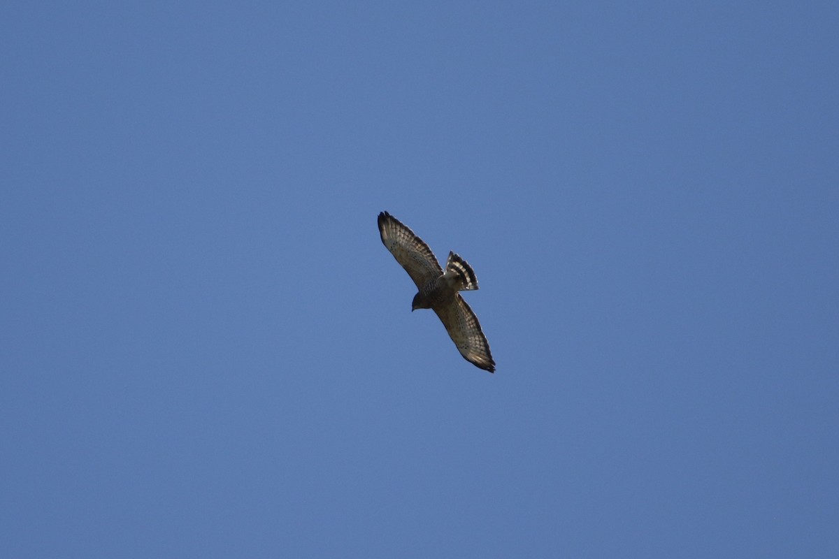 Broad-winged Hawk - ML646916741