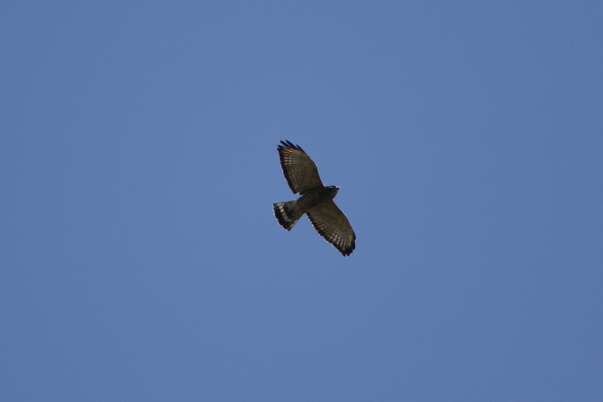 Broad-winged Hawk - ML646916742