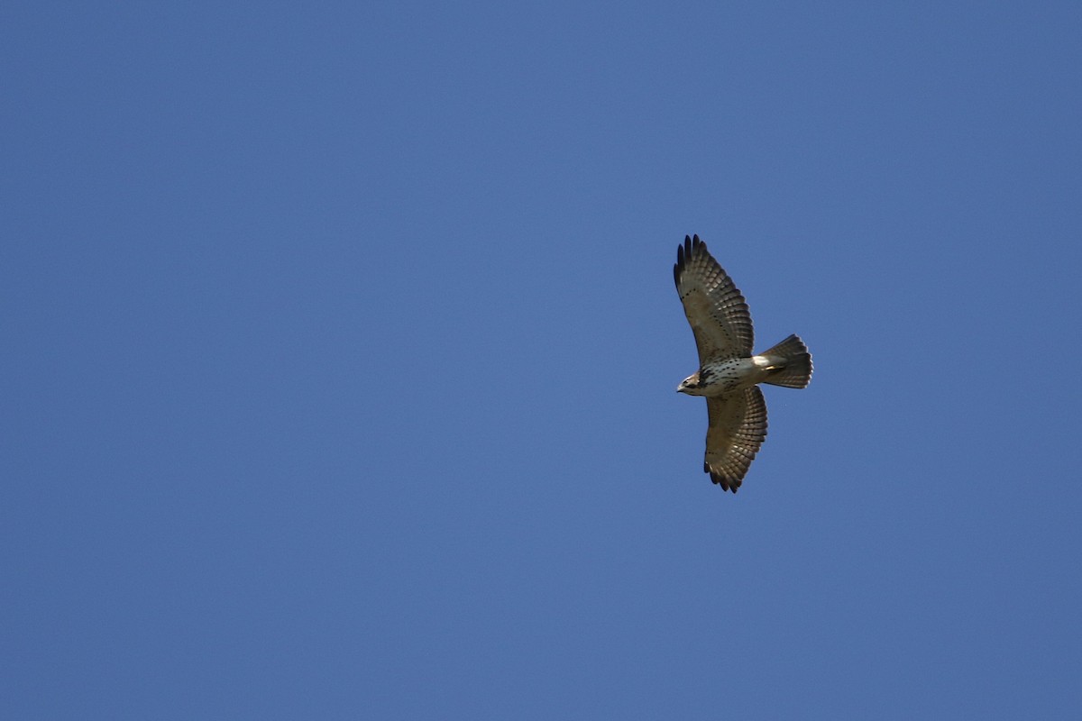 Broad-winged Hawk - ML646916743