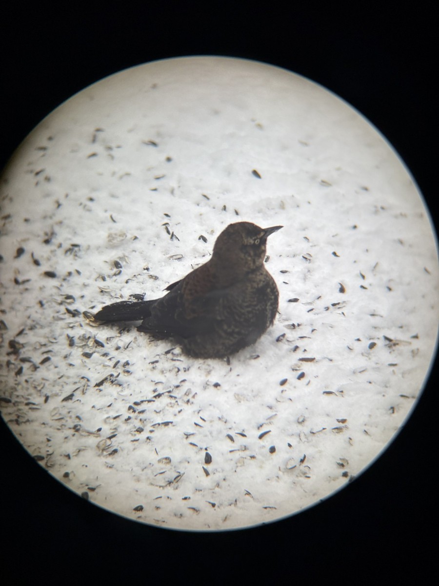 Rusty Blackbird - ML646916744
