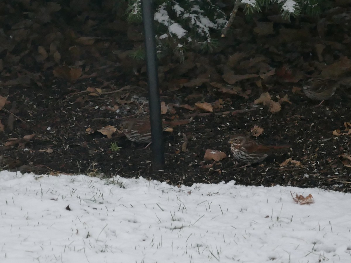 Пестрогрудая овсянка (Лисья) - ML646916745