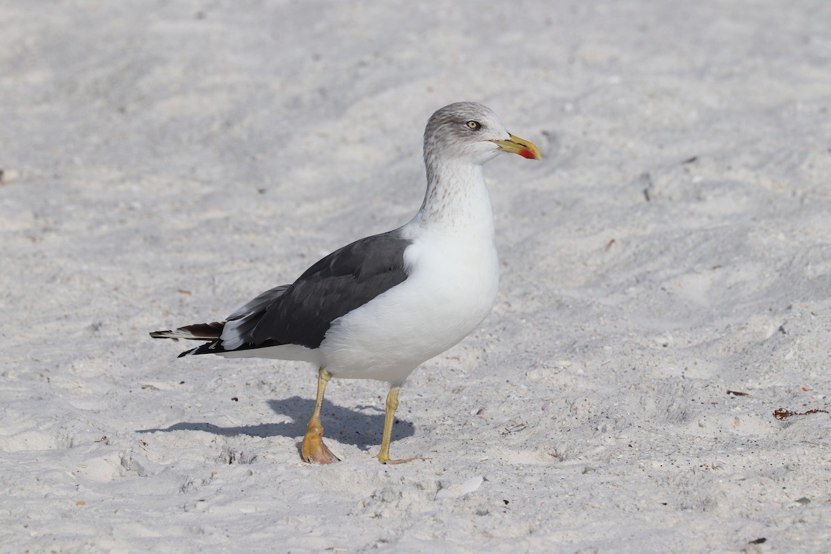 ニシセグロカモメ - ML646916793