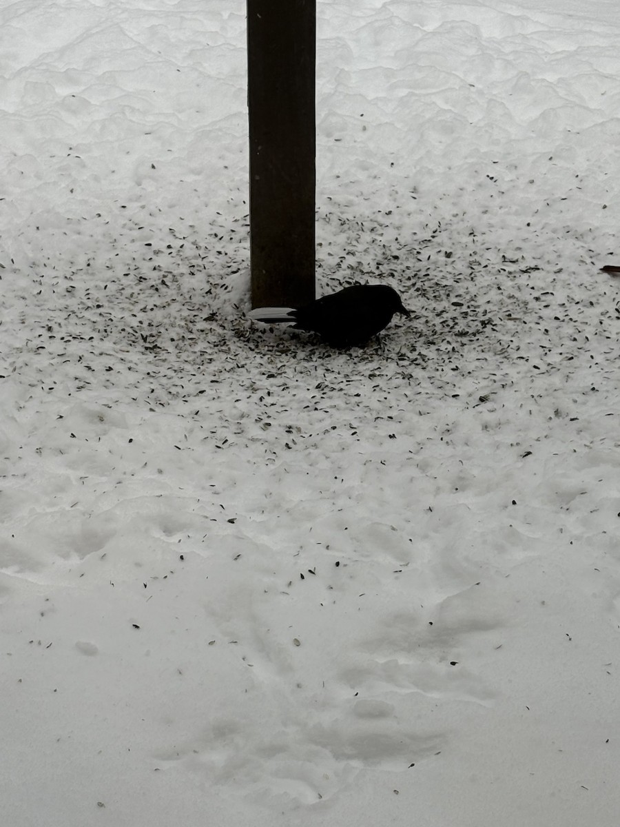 Common Grackle - ML646916794