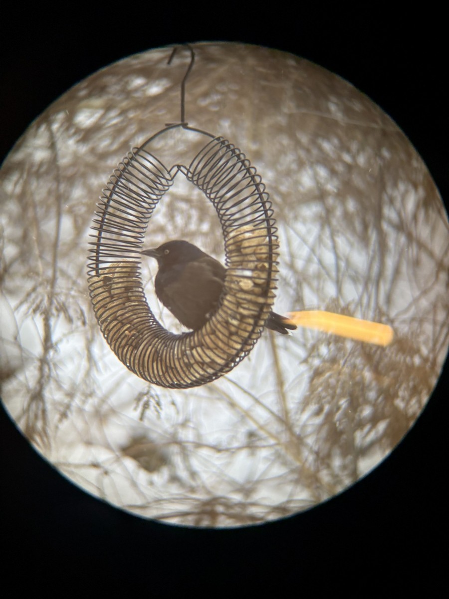 Common Grackle - ML646916801