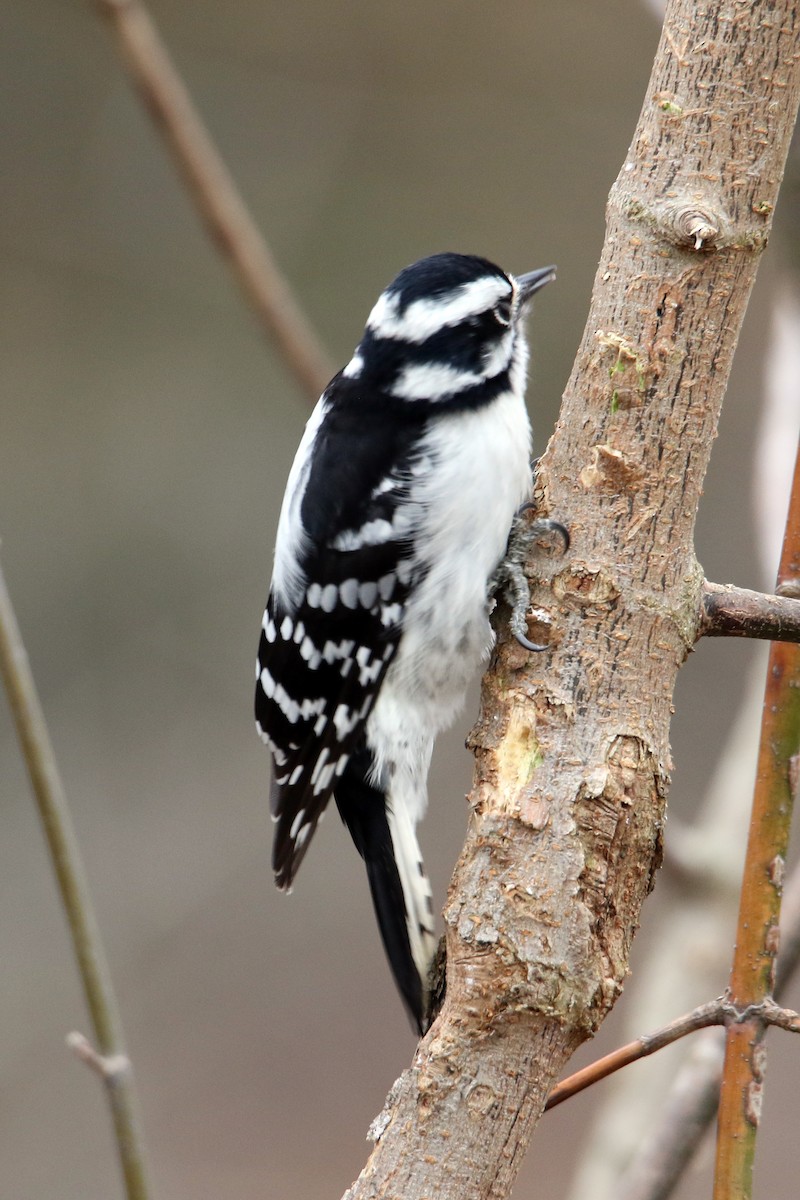 Downy Woodpecker - ML646916804