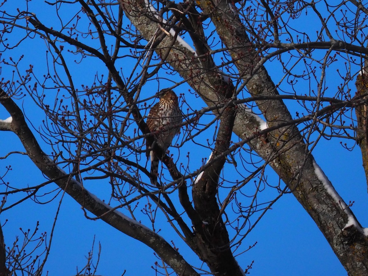 Cooper's Hawk - ML646916808