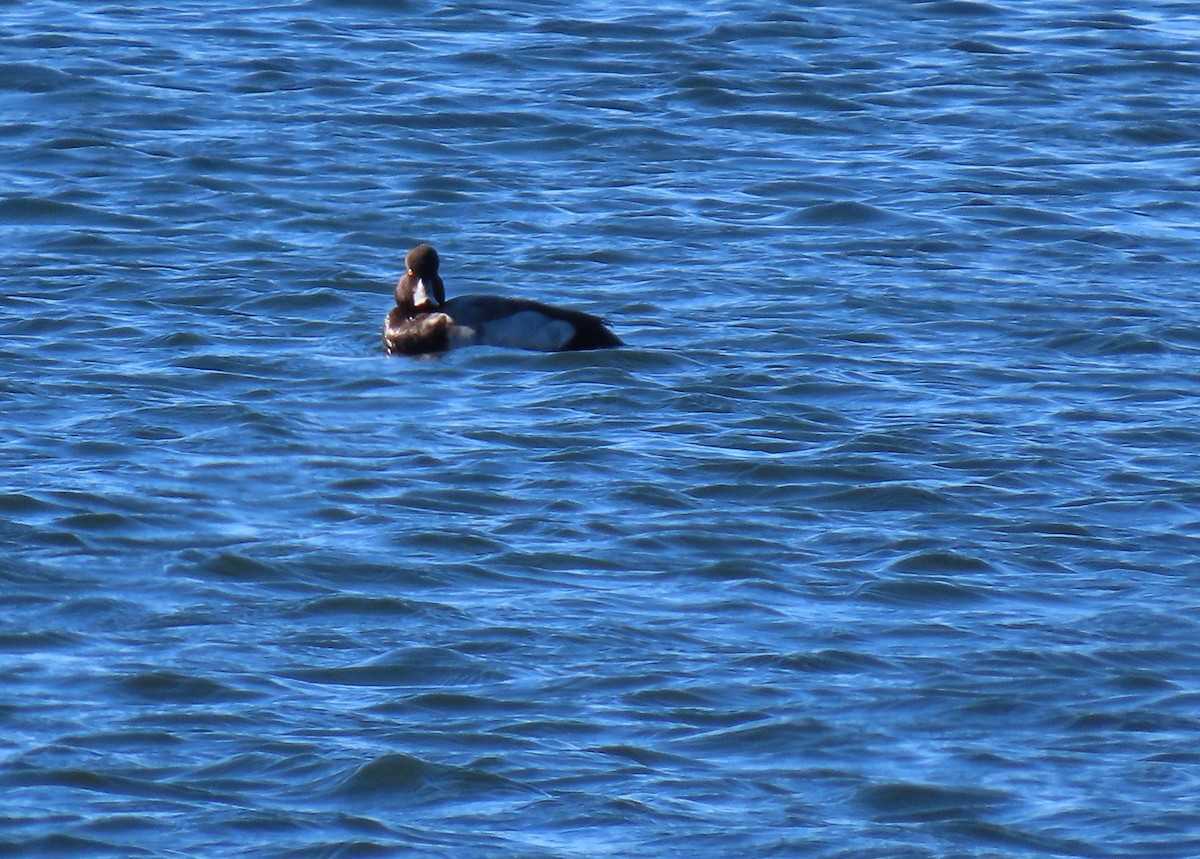 Murgilari txikia - ML646916811