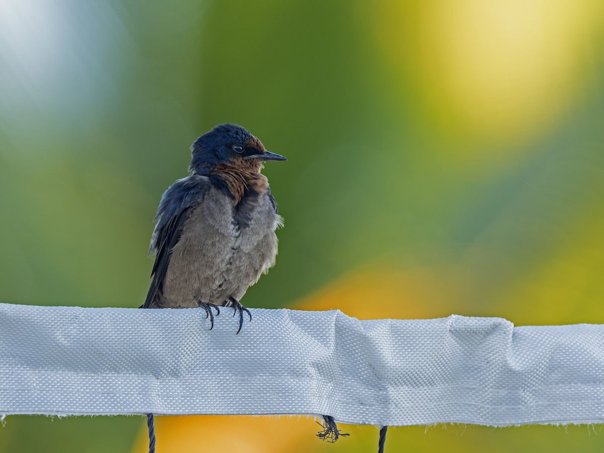 kystsvale - ML646916814