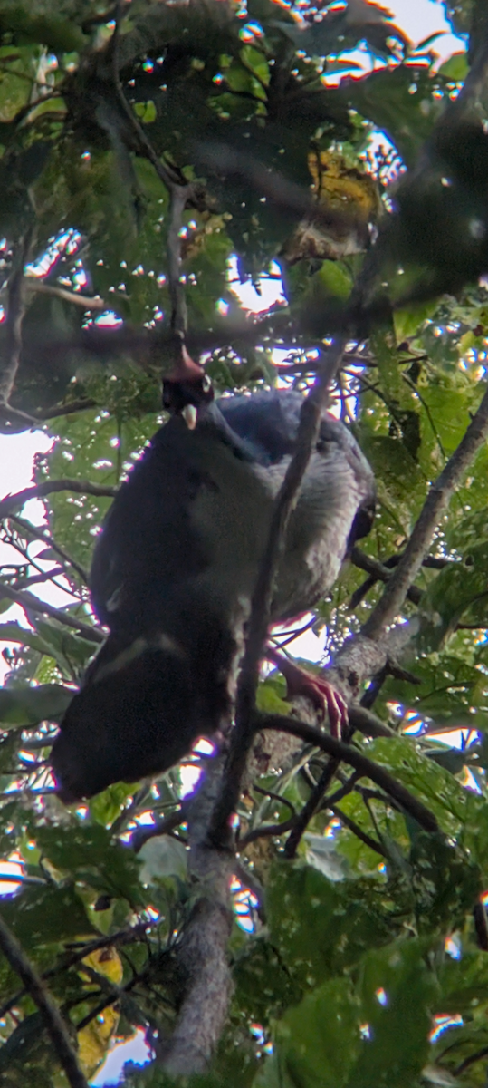 Horned Guan - ML646916817