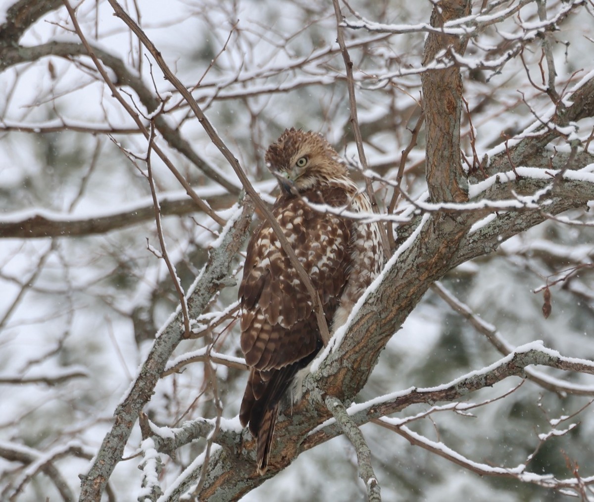 Kızıl Kuyruklu Şahin - ML646916819