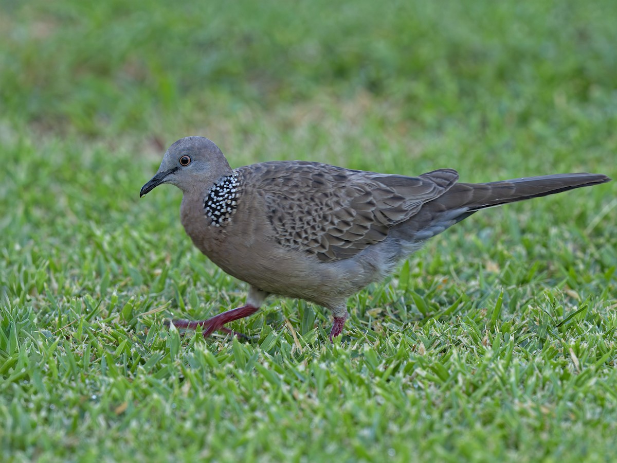 perlekragedue - ML646916824