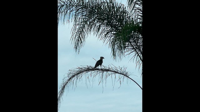 Crested Caracara - ML646916832