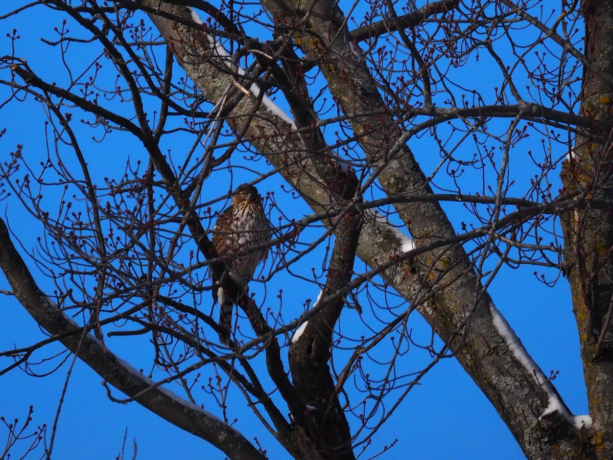 Cooper's Hawk - ML646916836