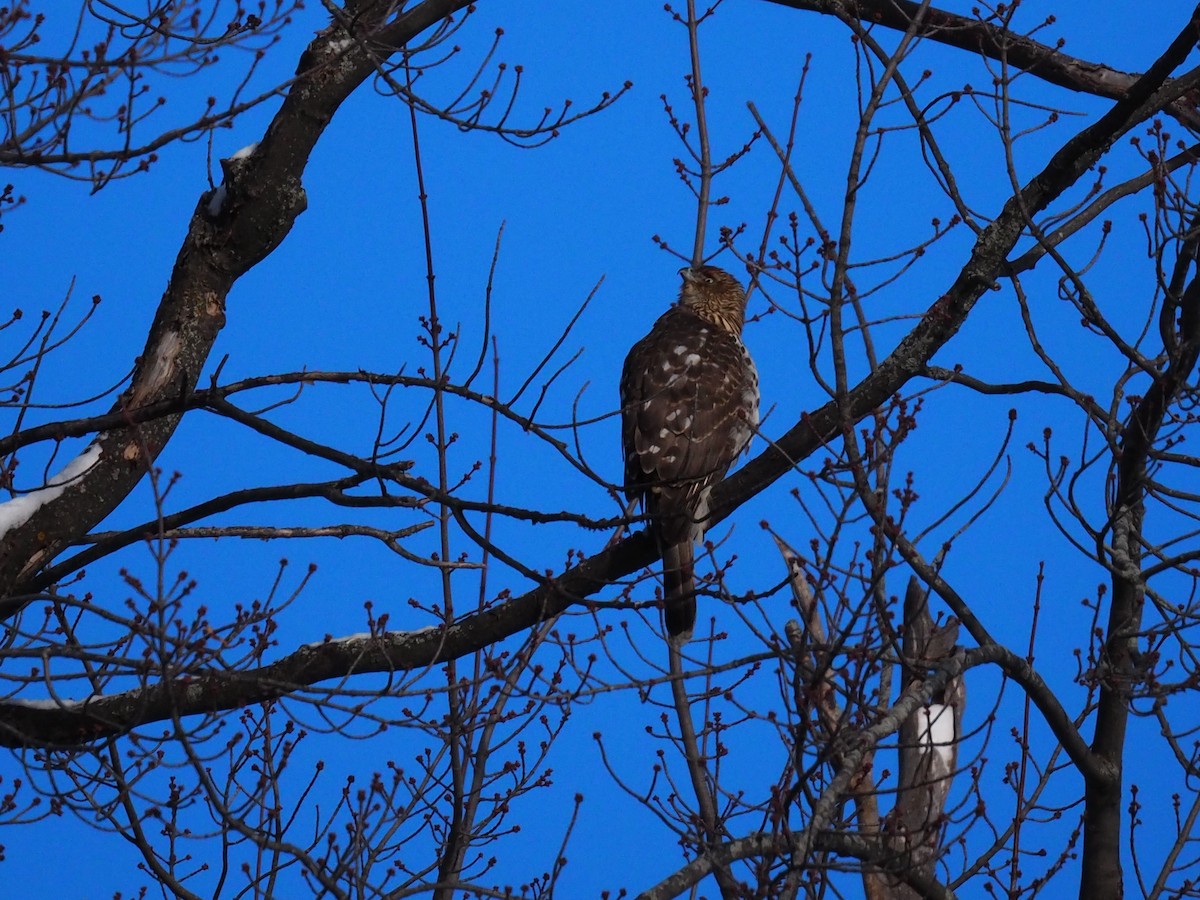 Cooper's Hawk - ML646916837