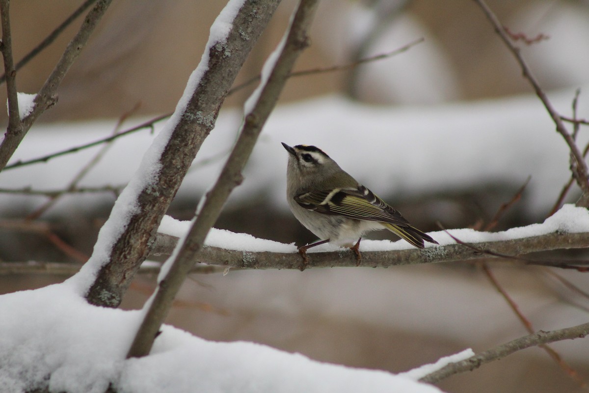 Golden-crowned Kinglet - ML646916838