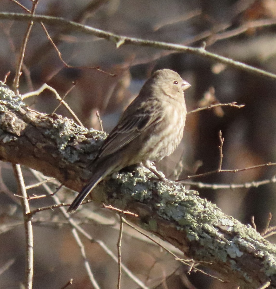 House Finch - ML646916839