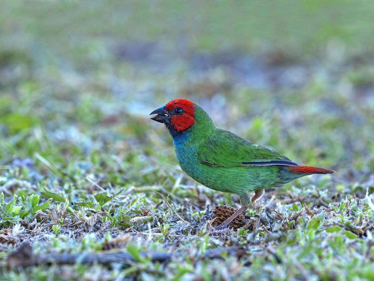 fijiamadin - ML646916841