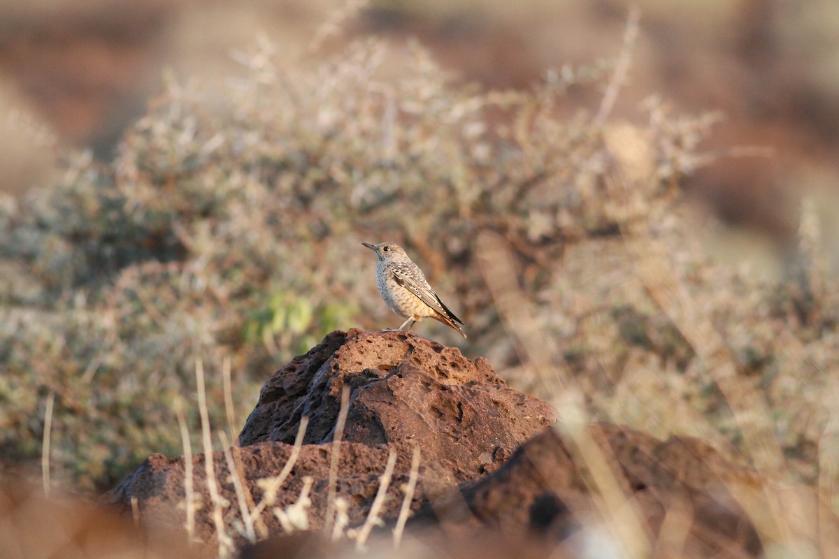 Rufous-tailed Rock-Thrush - ML646916843
