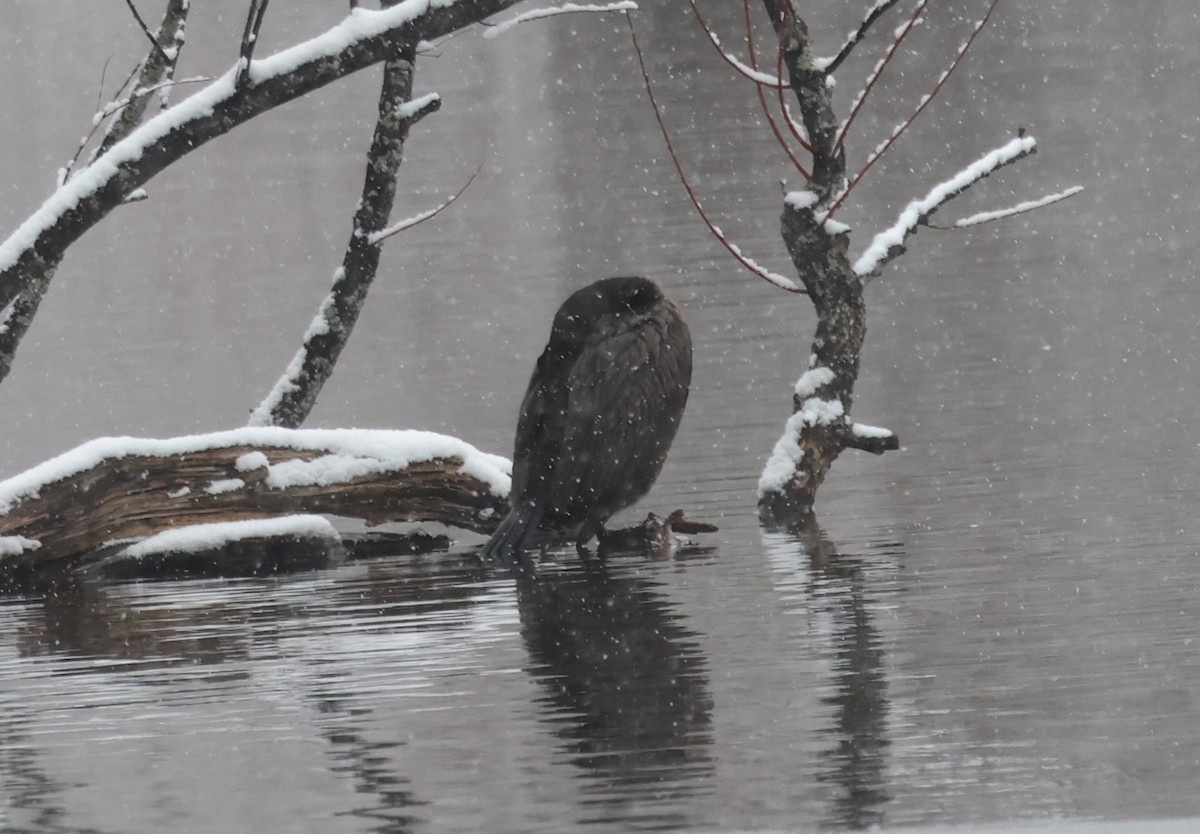 Kulaklı Karabatak - ML646916845