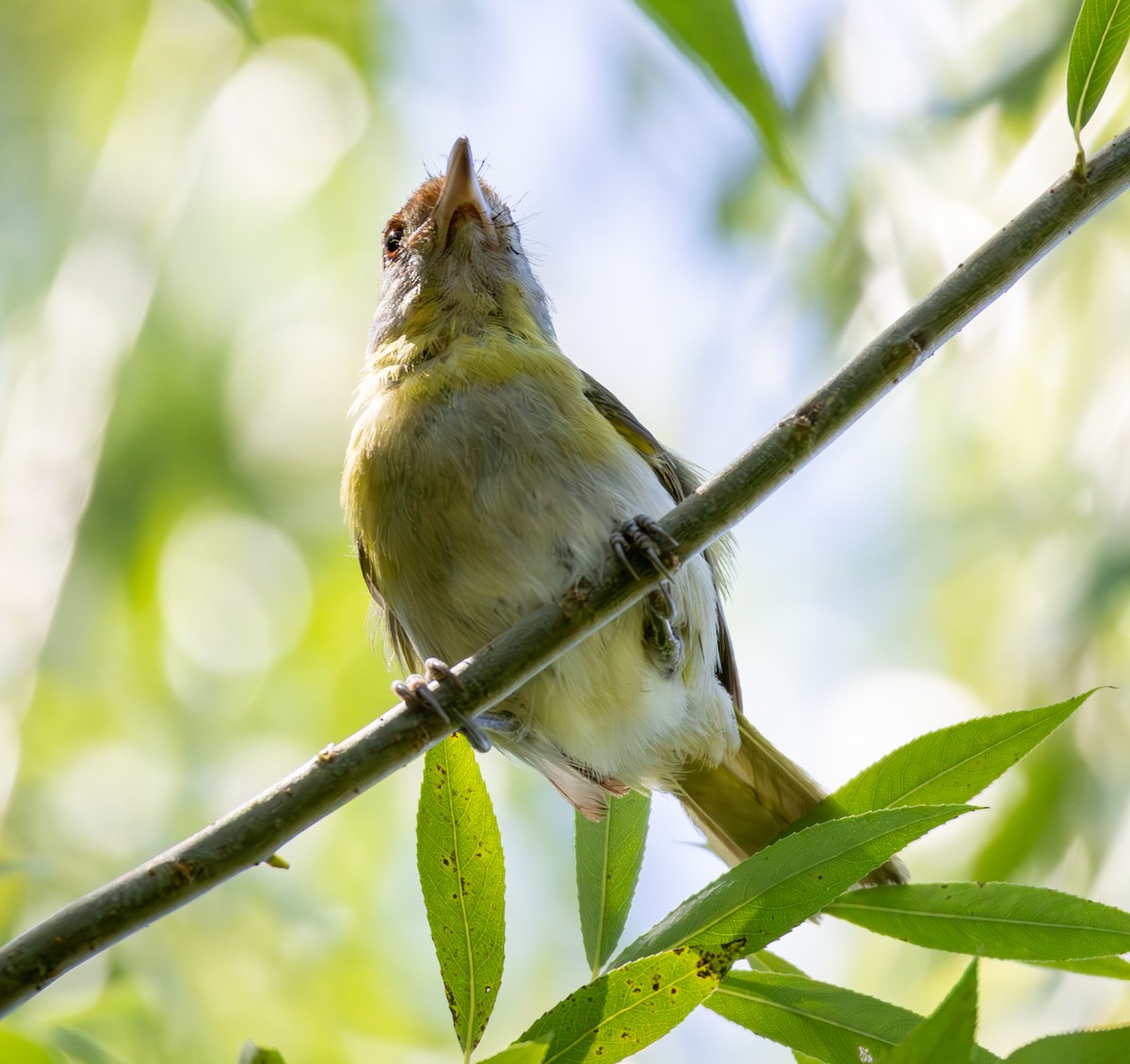 Віреон рудобровий - ML646916850