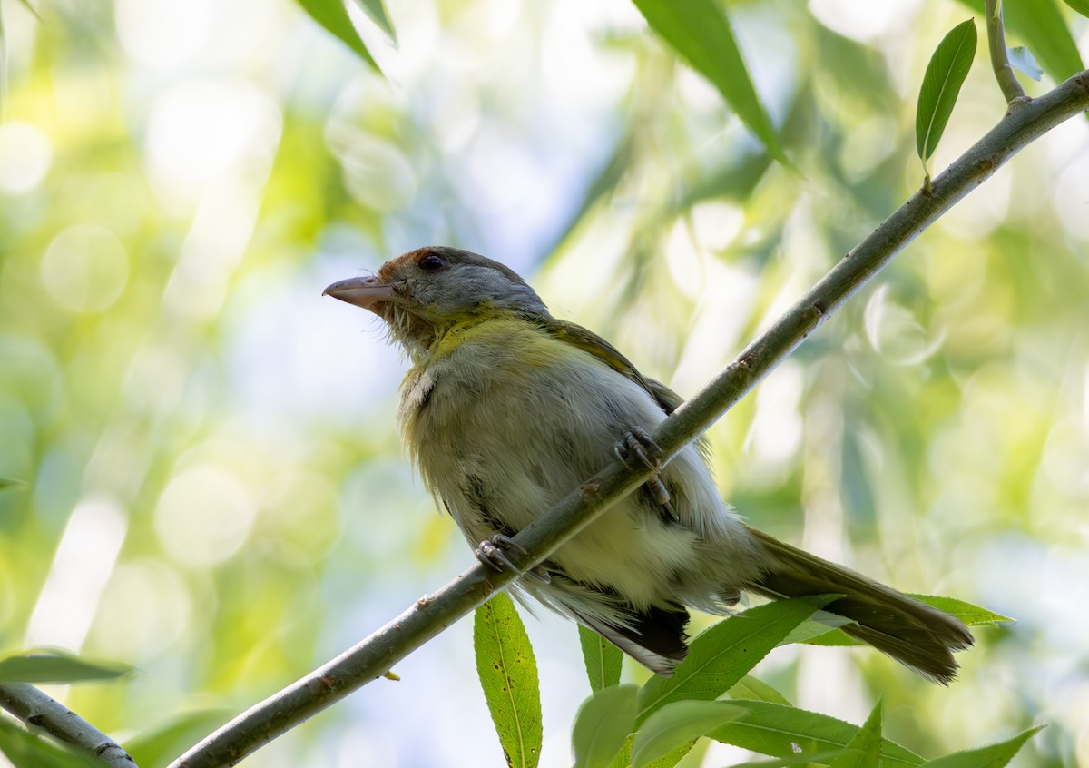 Віреон рудобровий - ML646916852