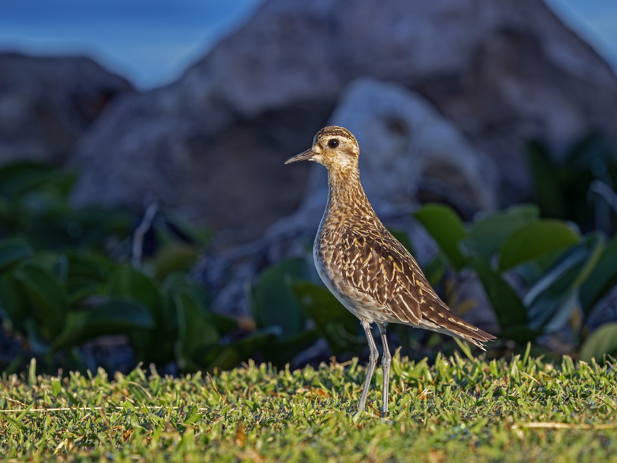 sibirlo - ML646916856