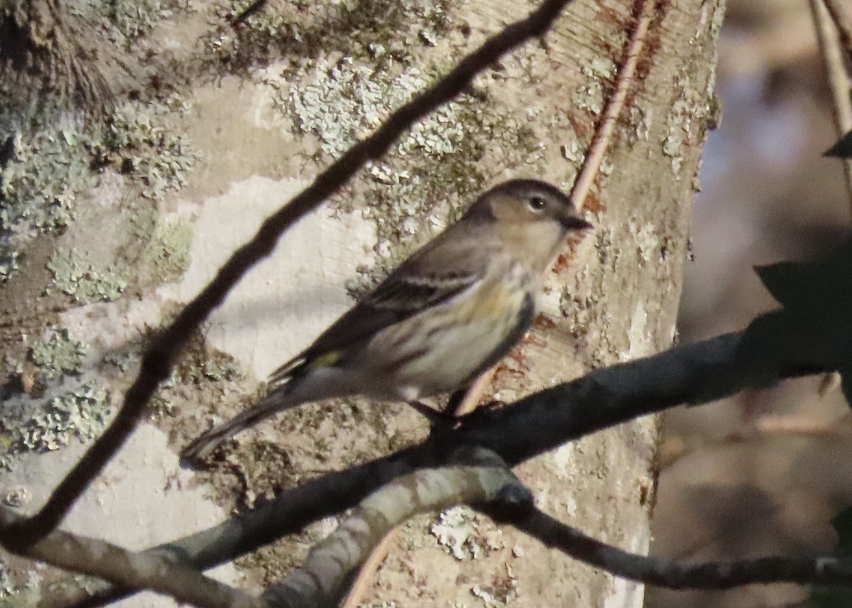 Yellow-rumped Warbler - ML646916859