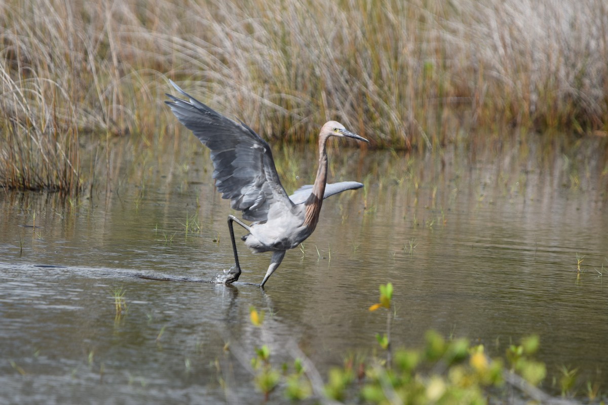 Garceta Rojiza - ML646916865