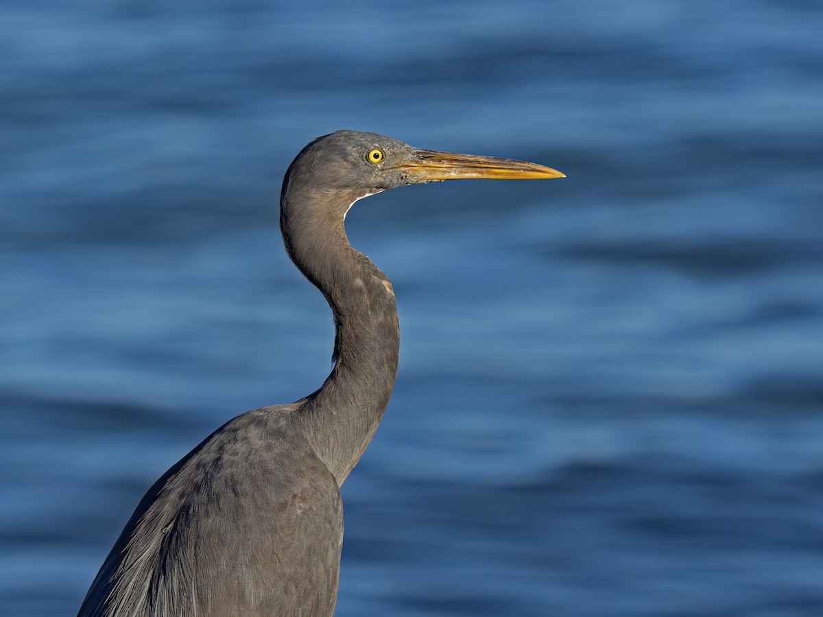 sothegre - ML646916870