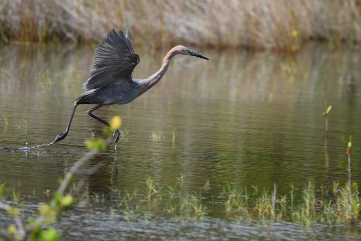 Garceta Rojiza - ML646916871