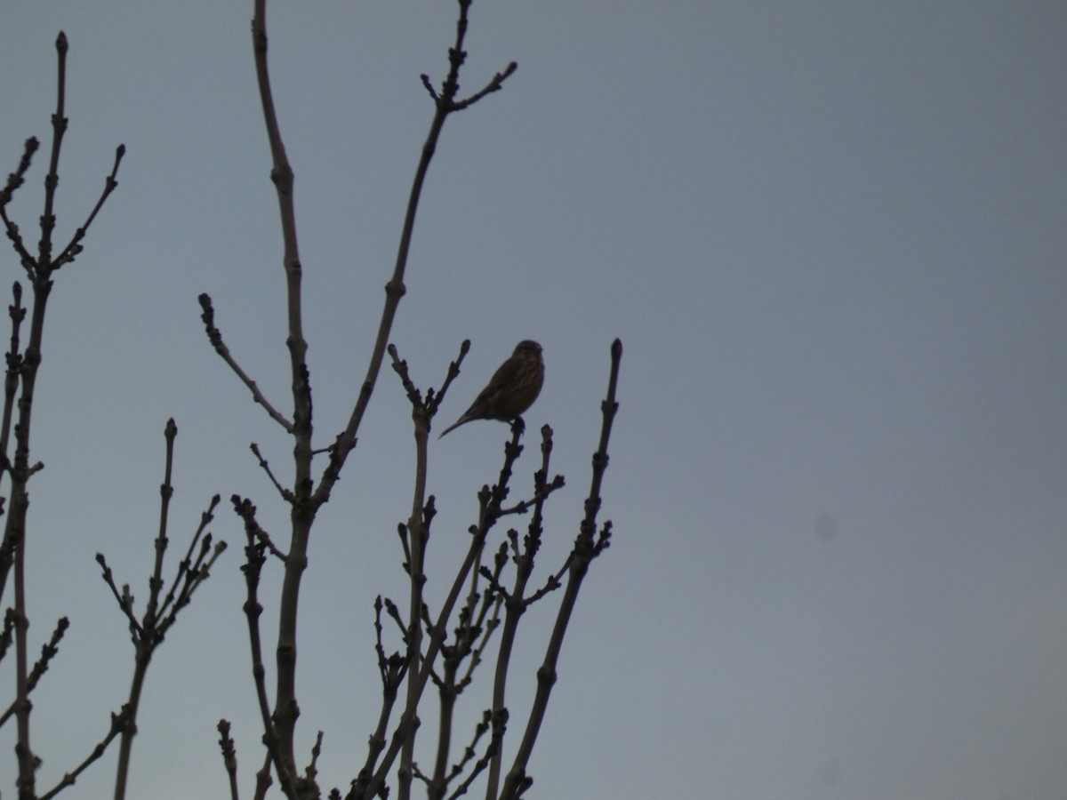 Eurasian Linnet - ML646916872