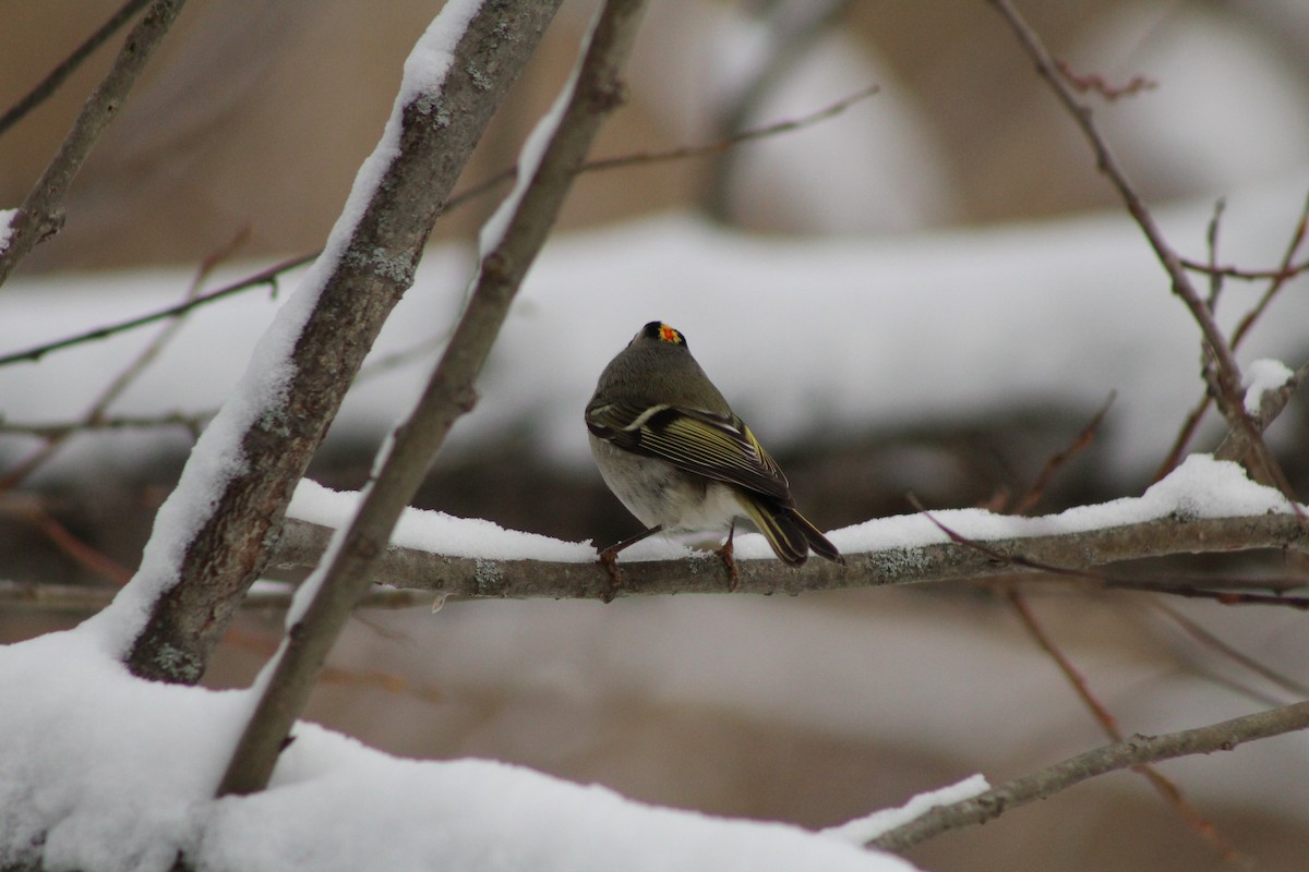 Golden-crowned Kinglet - ML646916873