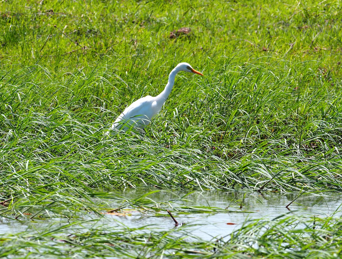 volavka subsaharská - ML646916878