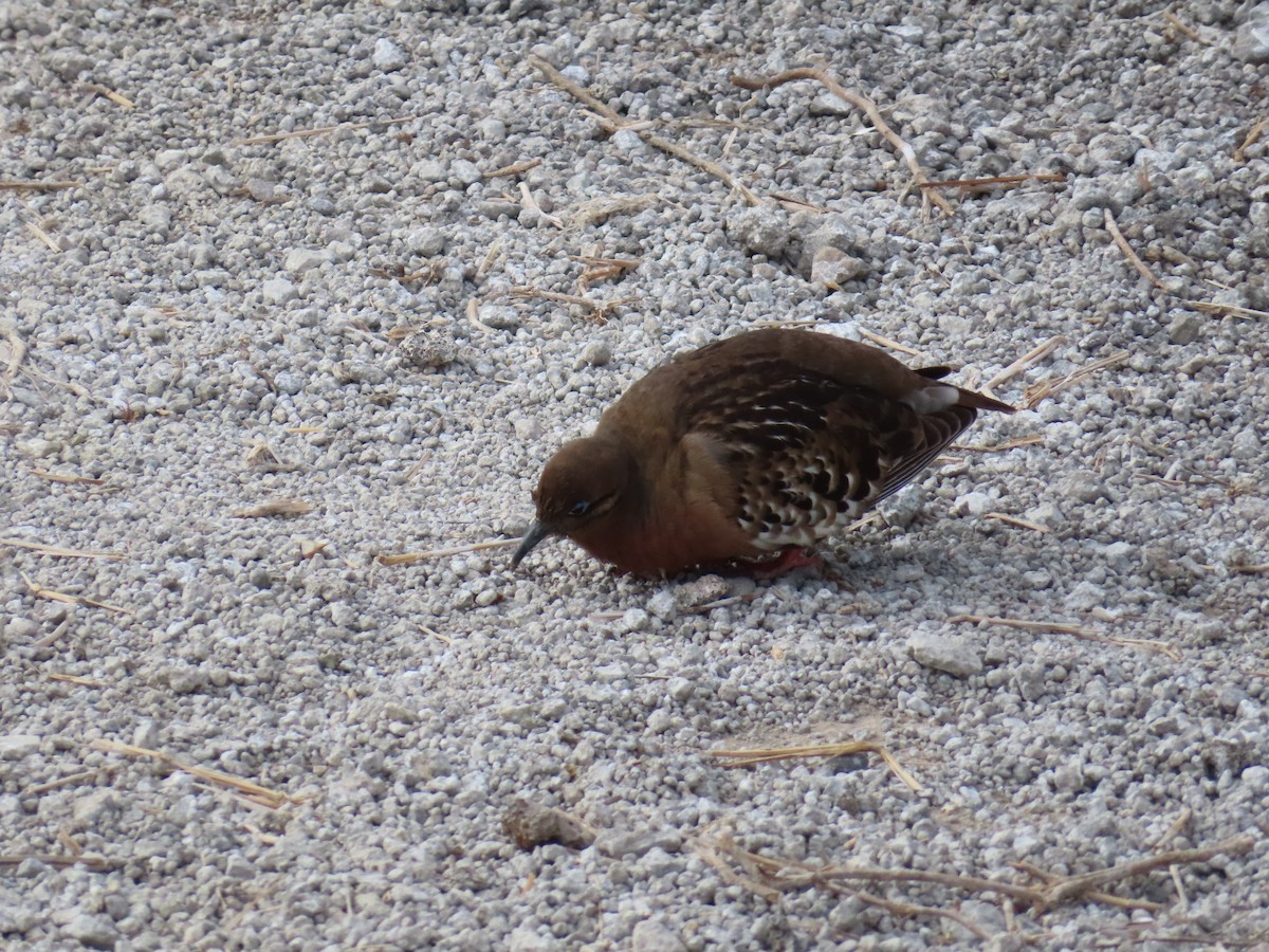 Galapagos Dove - ML646916879
