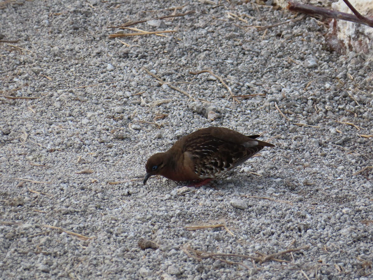 Galapagos Dove - ML646916880