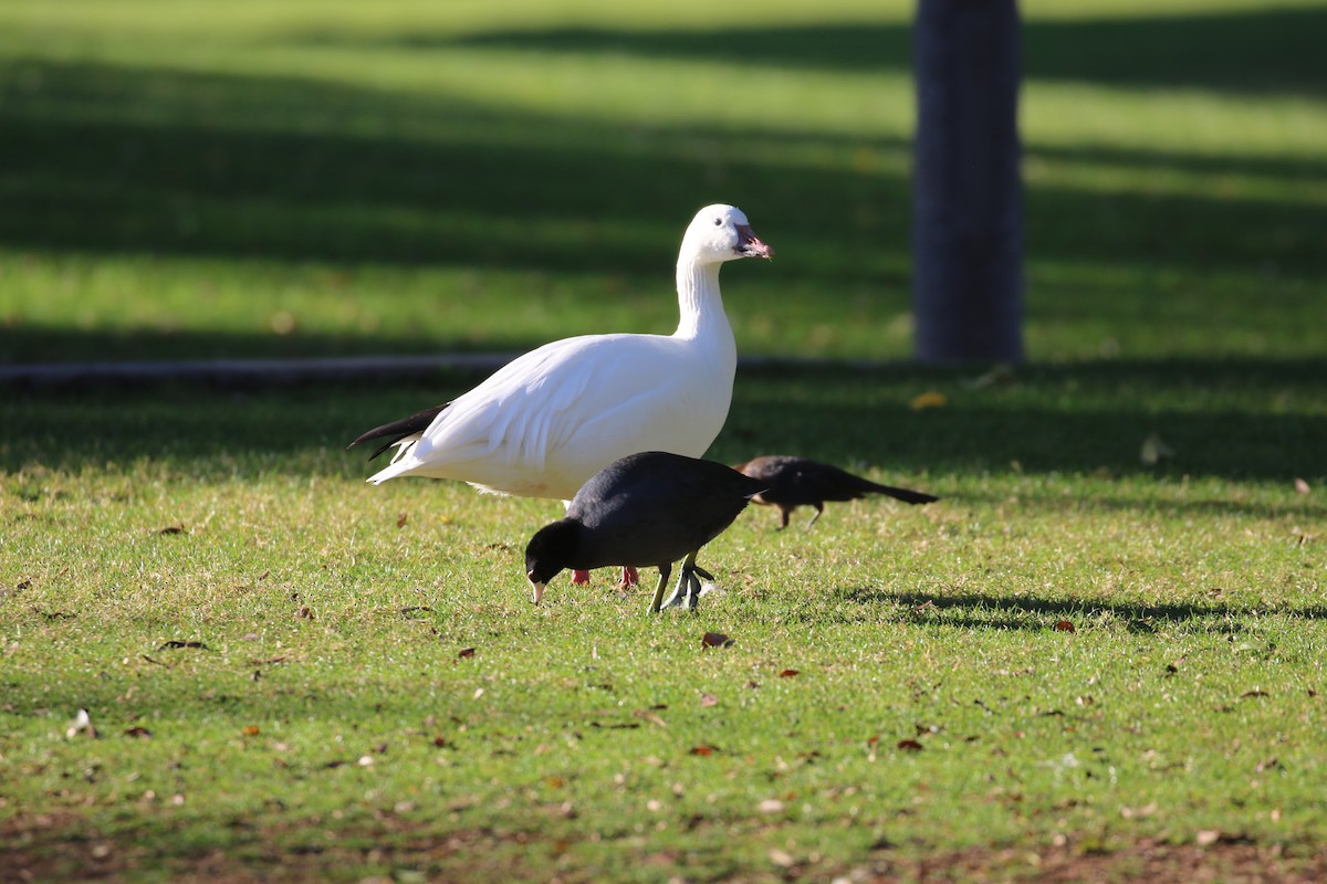 Snow Goose - ML646916882
