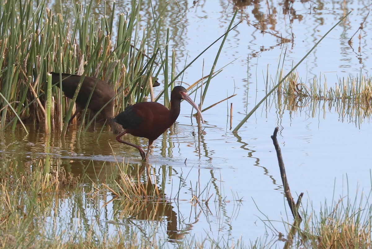 White-faced Ibis - ML646916883