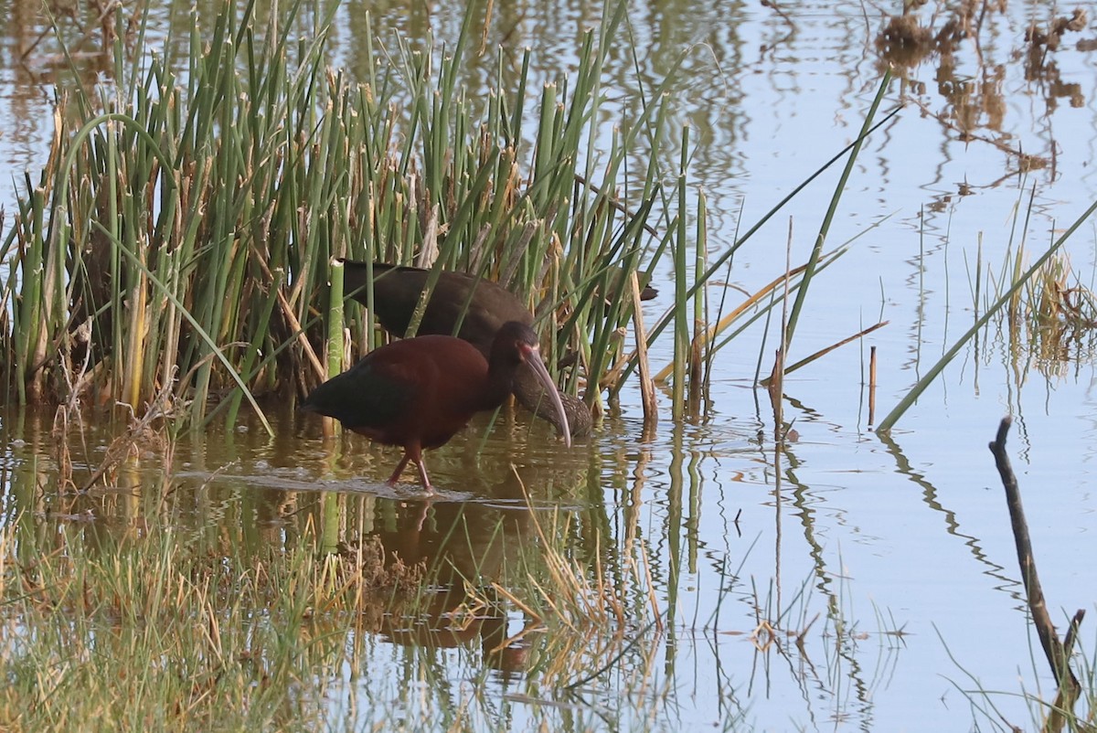 White-faced Ibis - ML646916884