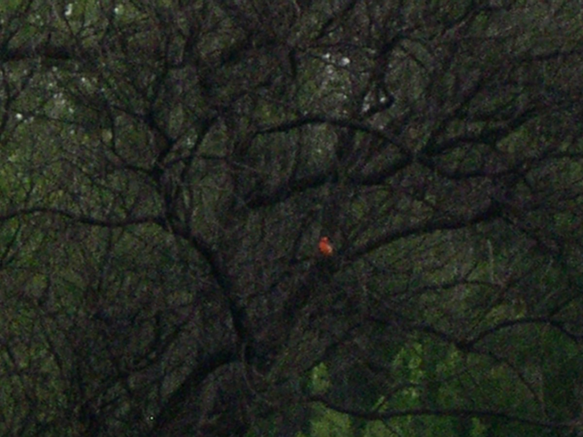 Vermilion Flycatcher - ML646916886