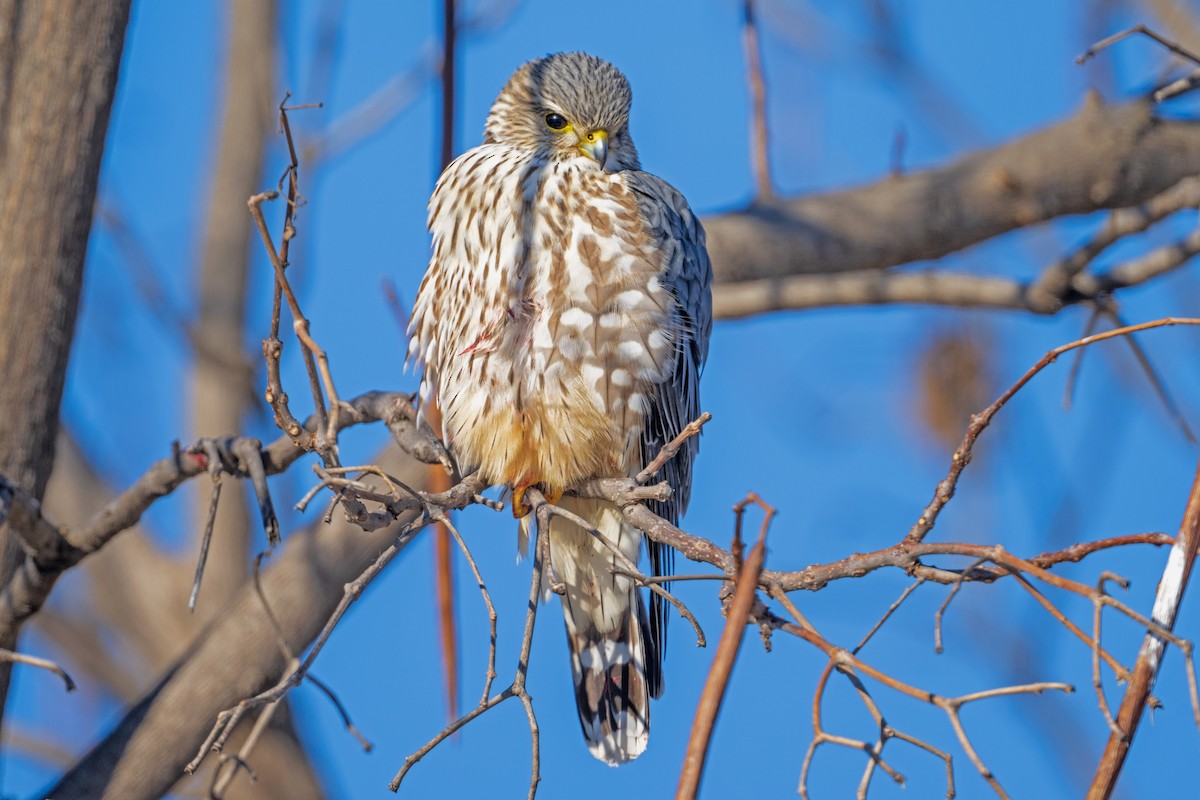 Merlin - ML646916888