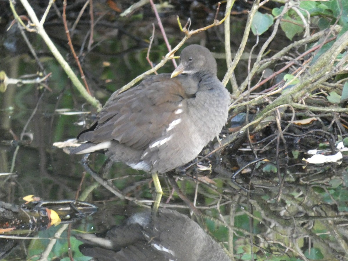 紅冠水雞 - ML646916890